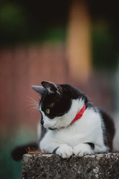 Μια Κοντινή Φωτογραφία Μιας Ασπρόμαυρης Γάτας Κάθεται Στην Πέτρα Και — Φωτογραφία Αρχείου
