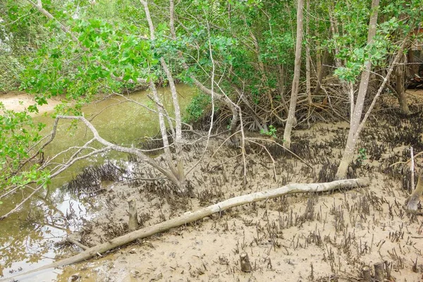 Exuberantes Manglares Ecosistemas Costeros Tropicales Raíces — Foto de Stock