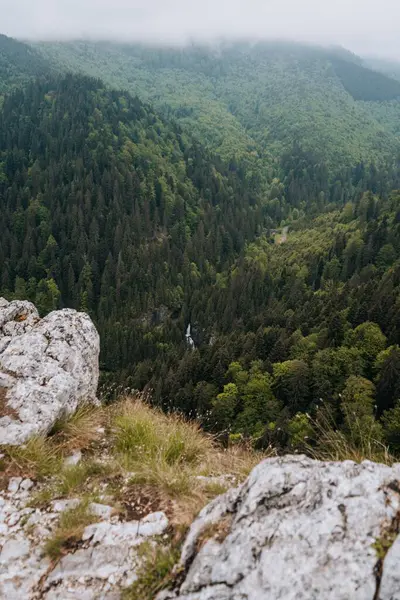 Μια Κάθετη Εναέρια Άποψη Ενός Όμορφου Πυκνού Δάσους — Φωτογραφία Αρχείου