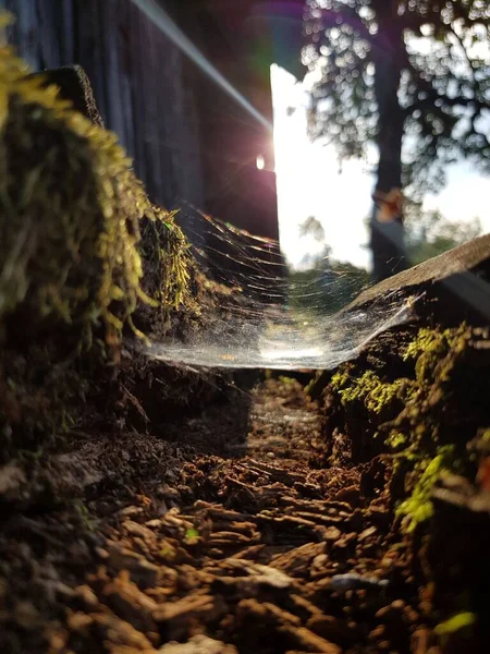 太陽の下で輝く腐ったトランクに埋め込まれたクモの巣 — ストック写真