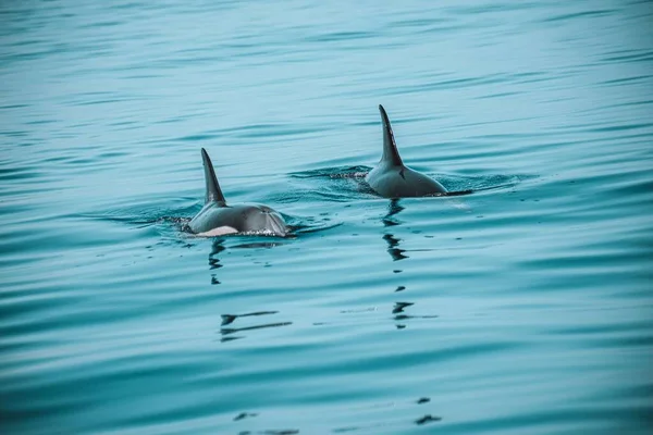 Дельфины Спинные Плавники Выходят Голубой Воды — стоковое фото