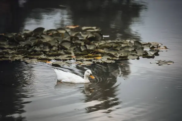 Eine Nahaufnahme Einer Weißen Ente Die Einem Teich Neben Einem — Stockfoto