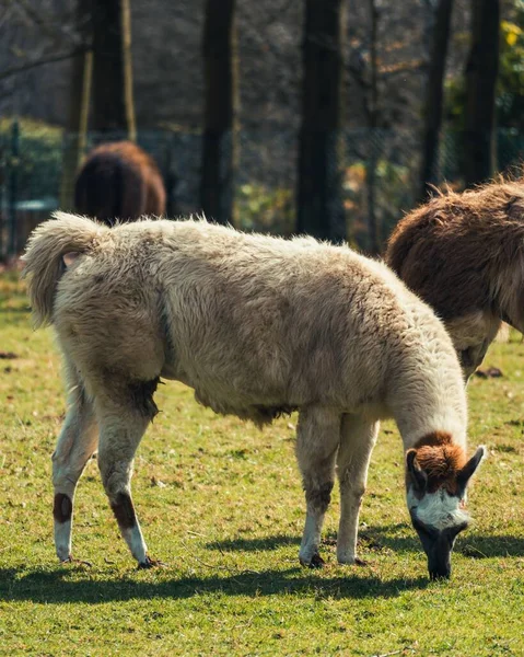 Lama Mangeant Herbe Sur Les Champs — Photo