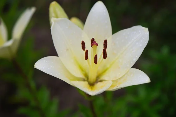 Bílá Lilie Květina Zahradě — Stock fotografie