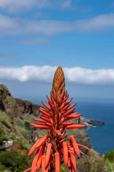Eine Vertikale Nahaufnahme Von Aloe Blüten Auf Einem Hügel Auf — Stockfoto