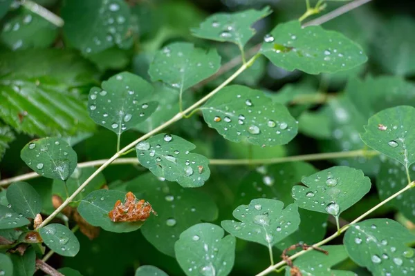 Gouttes Transparentes Rosée Sur Les Feuilles Vertes Des Plantes Après — Photo