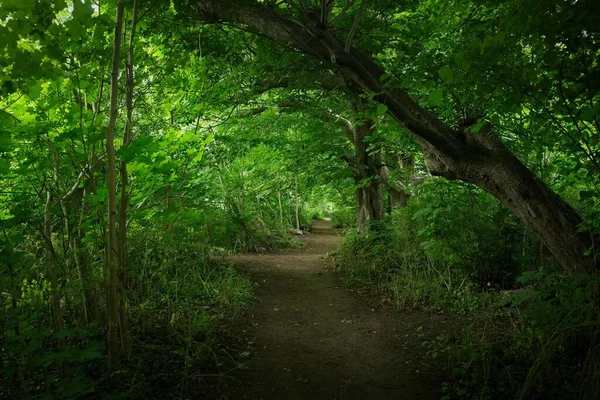Misterioso Sentiero Nella Foresta — Foto Stock