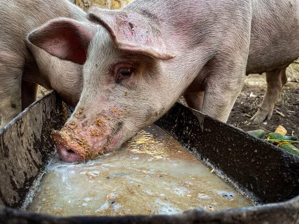 Een Close Shot Van Vuile Tamme Varkens Drinkwater Een Boerderij — Stockfoto