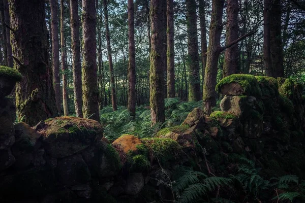 Malebný Pohled Věčně Zelený Les Mechem Vysokými Stromy — Stock fotografie