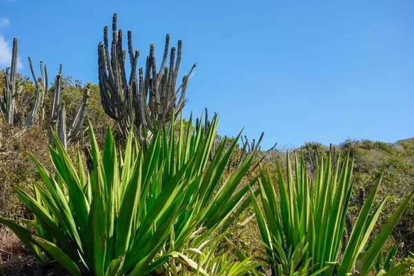 Struiken Cactusplanten Een Bergachtige Omgeving — Stockfoto