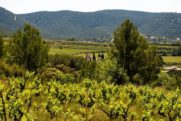 Eine Luftaufnahme Der Weinberge Frühling Der Weinregion Subirats Der Provinz — Stockfoto