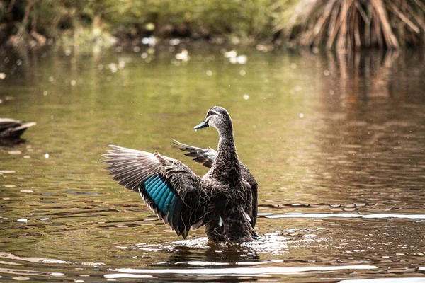 湖の中に青い羽を持つオーストリアのアヒルのクローズアップ — ストック写真