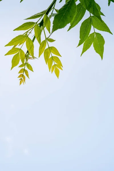 Svislý Nízký Úhel Záběru Větví Stromů Zelenými Listy Proti Modré — Stock fotografie