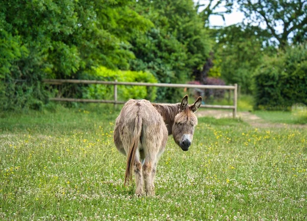 Una Vista Hermoso Burro Campo Con Hierba Verde Día Soleado —  Fotos de Stock