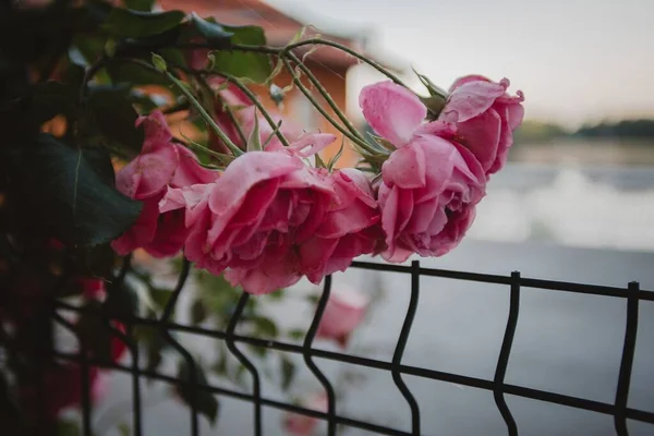 Zbliżenie Pięknego Krzewu Różowymi Różami Ogrodzeniu — Zdjęcie stockowe