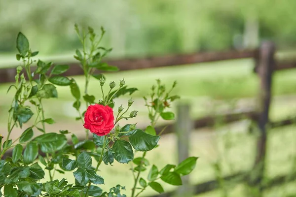 Ένα Κοντινό Πλάνο Ενός Κόκκινου Μικροσκοπικού Τριαντάφυλλου Ένα Πράσινο Φυτό — Φωτογραφία Αρχείου