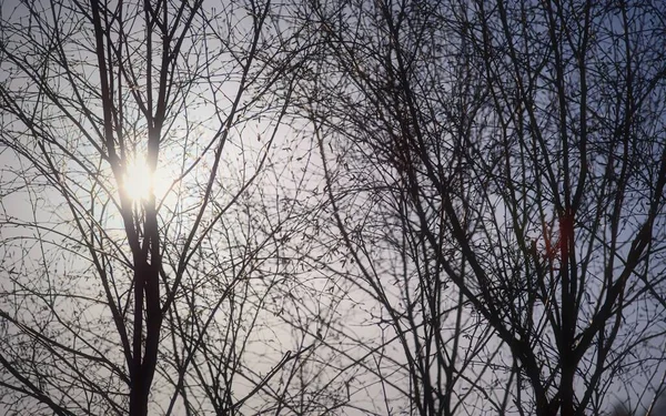 겨울이른 햇볕을 받으며 그늘을 드리워 나무들 — 스톡 사진