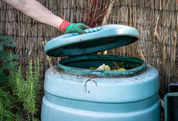 Opening Compost Bin Worms Processing Food Waste — Stock Photo, Image