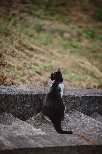 一只黑白相间的猫从后面坐着朝草丛看去的特写镜头 — 图库照片