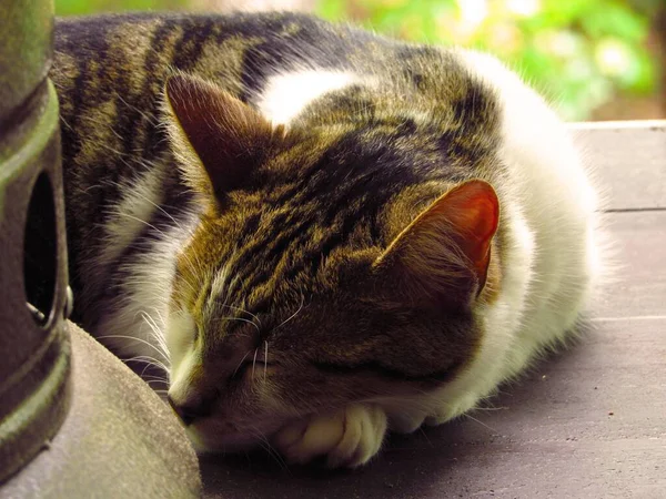 夏の晴れた日にポーチに国内の短髪の猫の昼寝のクローズアップ — ストック写真