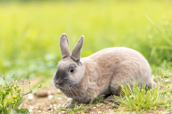 Närbild Kanin Som Ligger Grönt Gräs — Stockfoto