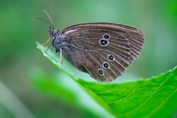 Makroaufnahme Eines Schmetterlings Mit Braun Gepunkteten Flügeln Rand Eines Blattes — Stockfoto