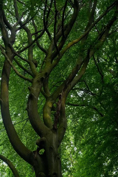 森の中の木の枝の垂直ショット — ストック写真