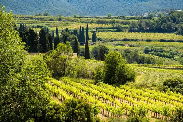 Uma Vista Aérea Das Vinhas Primavera Região Vinícola Subirats Província — Fotografia de Stock