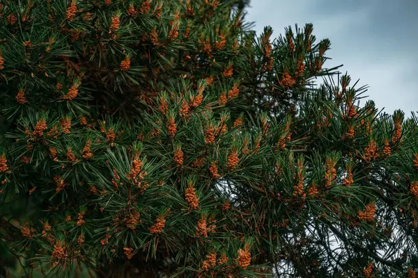 Mavi Gökyüzünün Altındaki Pinus Sylvestris Ağacında Yetişen Turuncu Konilerin Yakın — Stok fotoğraf
