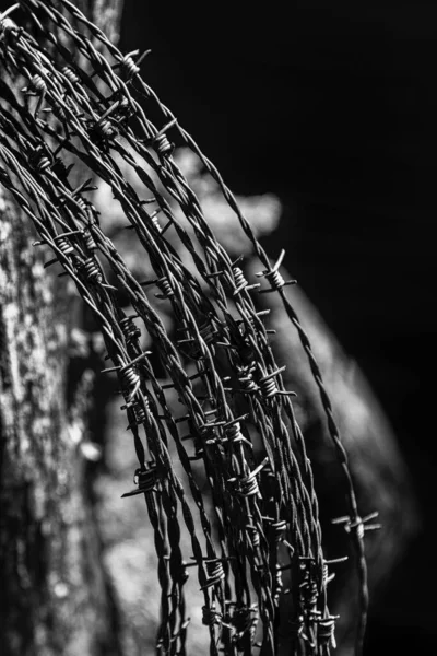 Vertical Grayscale Shot Barbed Wire — Stock Photo, Image