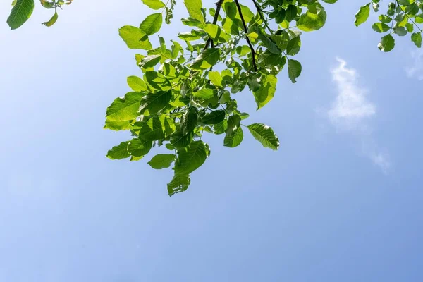 Listy Stromu Čistě Modré Nebe Pozadí — Stock fotografie
