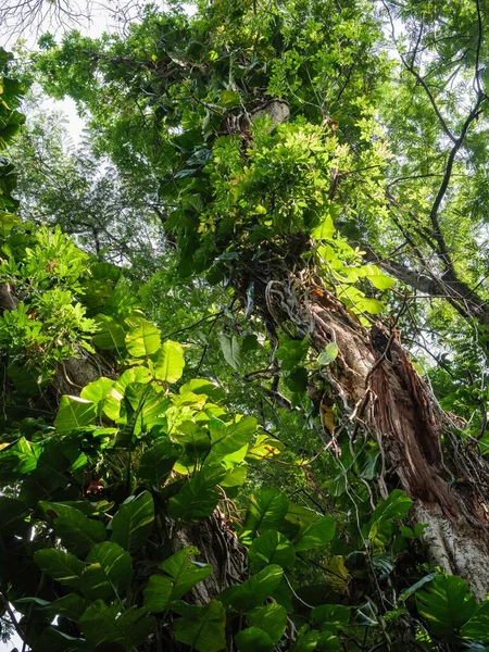 Stromy Zelené Listy Tropickém Deštném Pralese Srí Lance — Stock fotografie