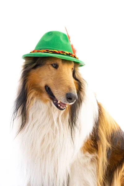 Beyaz Arka Planda Bavyera Şapkalı Kaba Bir Çoban Köpeği Portresi — Stok fotoğraf