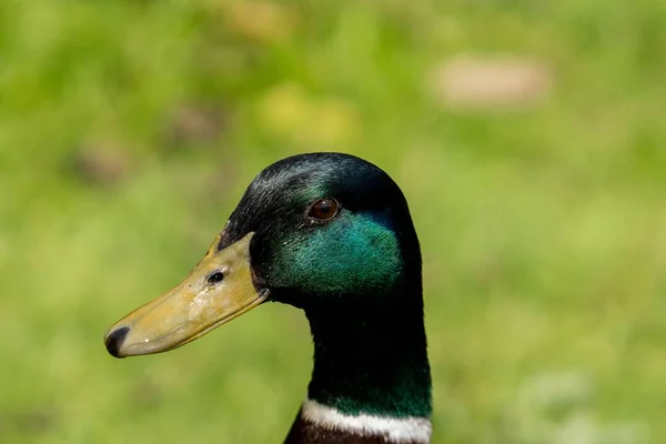 Primer Plano Cabeza Ánade Real Sobre Fondo Verde Borroso —  Fotos de Stock