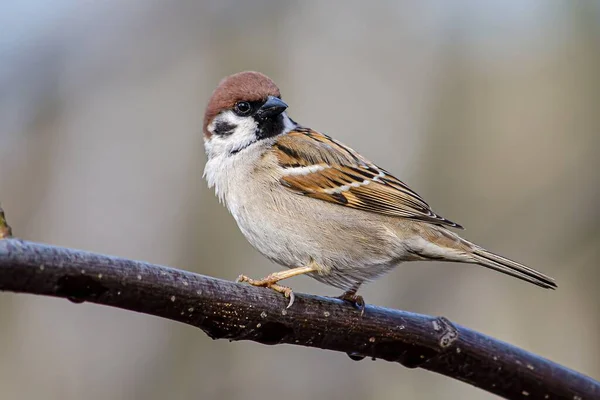 Macro Sparrow Tree Branch — Stock Photo, Image