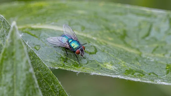 Nahaufnahme Einer Fliege Auf Einem Grünen Blatt Mit Wassertropfen — Stockfoto