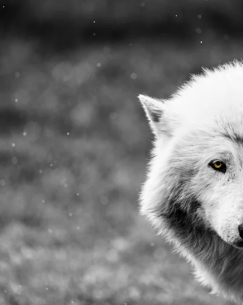 Grayscale Half Face Portrait Furry White Wolfdog Vertical Shot — Stock Photo, Image