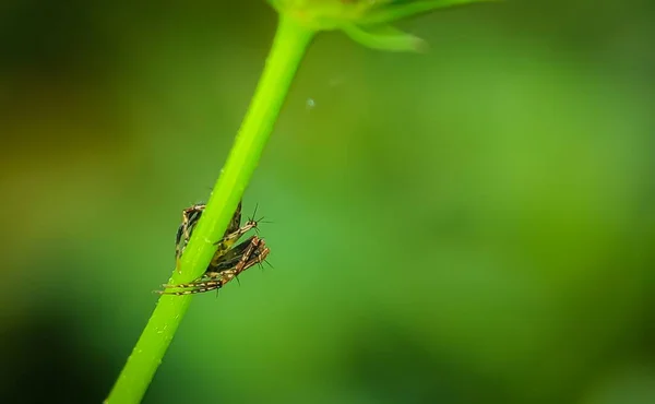 Μια Μικρή Αράχνη Ένα Πράσινο Κλαδί Δέντρου — Φωτογραφία Αρχείου