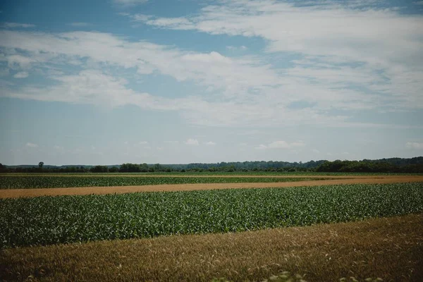 Una Vista Panorámica Del Campo Agrícola Campo Bajo Cielo Tenue — Foto de Stock