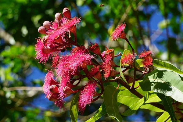 A closeup shot of the flowering gum tree, Australia