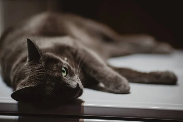 Een Close Shot Van Een Luie Zwarte Kat — Stockfoto