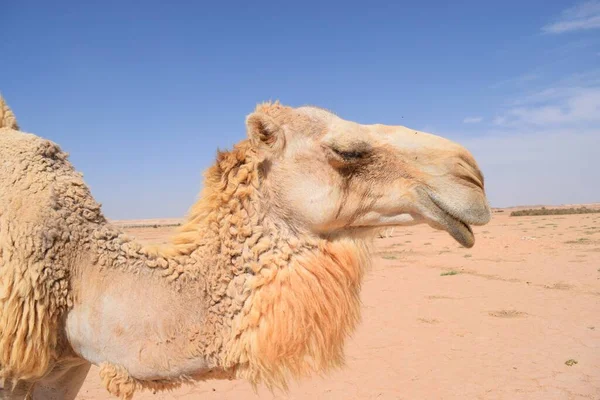 Kamel Vid Wadi Dahek Naturreservat Beläget Nordöstra Badia — Stockfoto