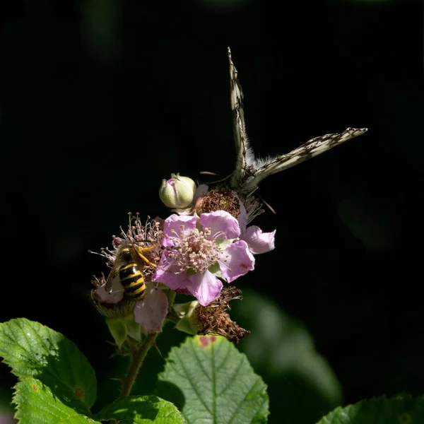 Ένα Κοντινό Πλάνο Μιας Όμορφης Πεταλούδας Και Μιας Μέλισσας Ένα — Φωτογραφία Αρχείου