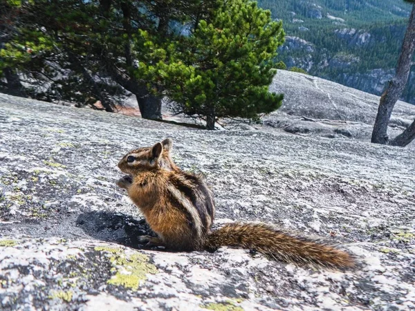 Ein Kleines Eichhörnchen Auf Dem Boden — Stockfoto