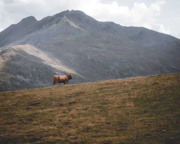 Uma Vista Panorâmica Uma Grande Vaca Marrom Cercada Por Enormes — Fotografia de Stock