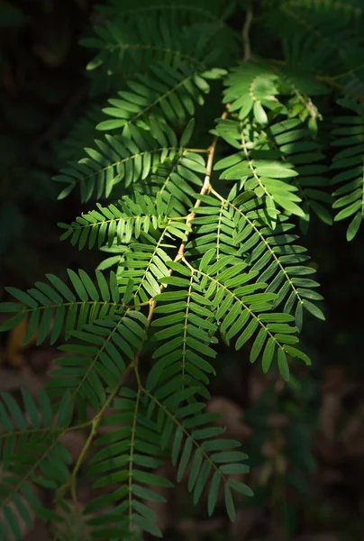 Trees Green Leaves Tropical Rain Forest Sri Lanka — Stock Photo, Image