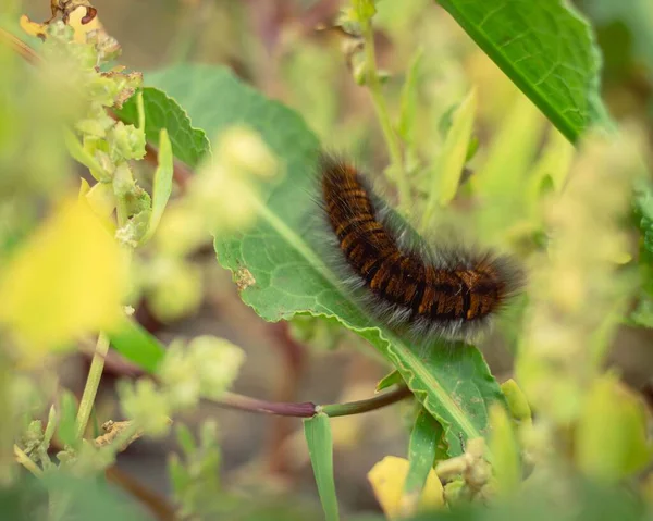 Primer Plano Una Oruga Peluda Naranja Negra Sobre Una Hoja —  Fotos de Stock