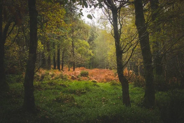 Paysage Naturel Une Forêt Mystérieuse Automne Irlande — Photo
