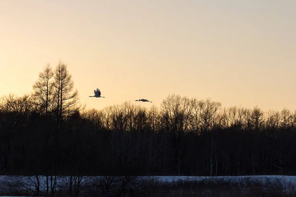 日没時に飛ぶ赤い冠の鶴の群れ — ストック写真