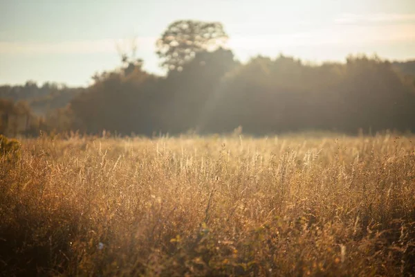 Bright Sun Rays Shining Brown Grassland — Stock Photo, Image